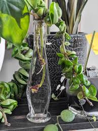 You can use a transparent plastic cover wrapped around the container to give them a boost. Hoya Rope Plant How To Care For This Unique Plant