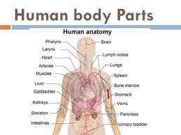 Learn vocabulary, terms and more with flashcards, games and other study tools. Diagram Of Body Parts Human Body Anatomy