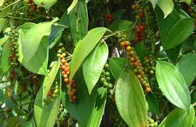 Everything You Wanted To Know About White Pepper Snaplant Com Black Pepper Plant Stuffed Peppers Black Pepper Health Benefits
