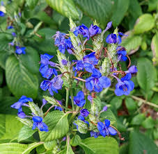 Image result for Eranthemum pulchellum