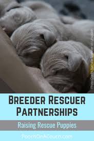 Maybe you would like to learn more about one of these? Breeder Rescuer Partnerships Raising Rescue Puppies Pooch On A Couch