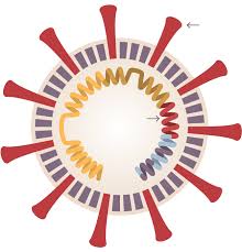 In principle, it's possible to use two different vectors because this promises a higher vaccine efficacy. Different Approaches To A Coronavirus Vaccine The New York Times