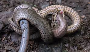 Almost every spider is a predator. Slow Worms Britain S Most Unusual Lizards Natural History Museum