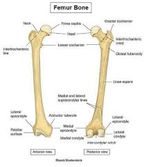 Bagian ginjal dan fungsinya, organ penyaring darah yang sangat penting. Fungsi Tulang Betis Kita