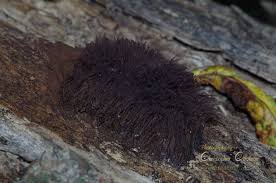 Image result for Stemonitis splendens