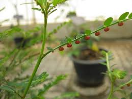 Image result for Phyllanthus mendesii