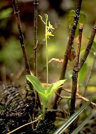 Image result for Liparis tridens