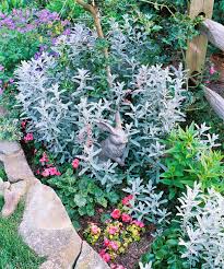 One of my favorite contrast plants. Artemisia Better Homes Gardens