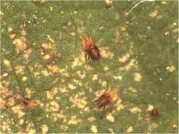 Image result for Tetranychidae grapevine