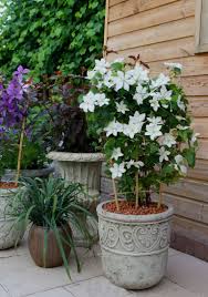 Clematis Baby Star Blooms All The Time Pflanzen Clematis Waldreben