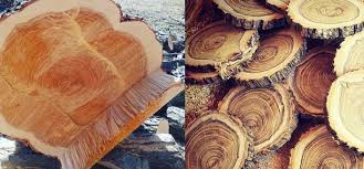 Maybe you would like to learn more about one of these? Honey Locust Vs Black Locust