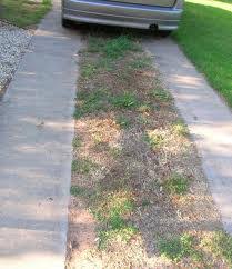 Growing Popcorn in the Driveway