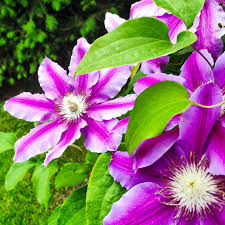 Image result for Clematis pulchra