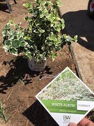 Purple wintercreeper is invading many yards and forests in monroe county, and much of the eastern united states. Proven Winners White Album Wintercreeper Euonymus Live Shrub Green And White Foliage 4 5 In Qt Euoprc1037800 The Home Depot Proven Winners Shrubs White Album