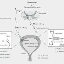 Pdf Drug Induced Urinary Retention Incidence Management And Prevention