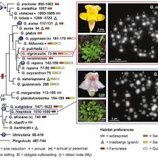 Image result for Genlisea africana