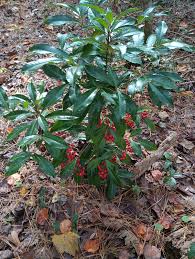 Image result for Ardisia staudtii