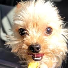 Fundraiser by Ravin Holcombe : 2lb Yorkie Attacked; Fighting For His Life  In The ICU