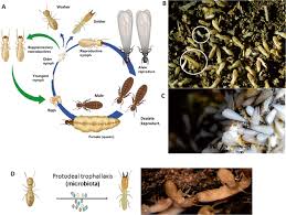 Be the first to review! The Holobiont Concept The Case Of Xylophagous Termites And Cockroaches Springerlink