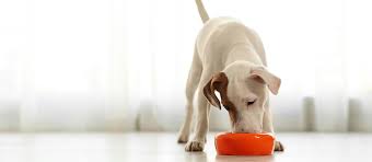 284 989 tykkäystä · 915 puhuu tästä. The Best Dehydrated Dog Food Review In 2021 Pet Side