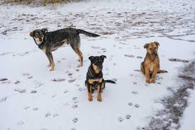 People and animals were exposed to this radiation, which sometimes caused mutations that made photo: 30 Fascinating Facts About The Chernobyl Animals