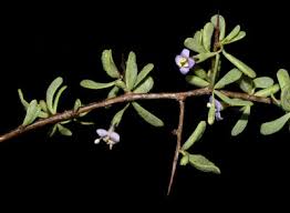 Image result for Lycium mascarenense