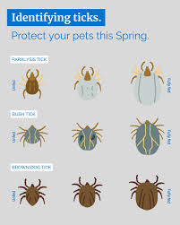 Image result for Tick Paralysis