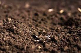 Tanah hitam subur, atau raja tanah. Apa Itu Terra Preta Pelajari Tentang Amazonian Black Earth Id Haenselblatt Com