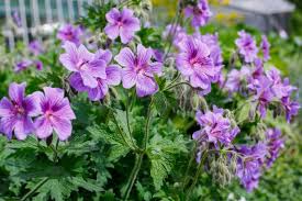 The perennial geranium will do just that and grow even larger and with more blooms than the year before. Perennial Geranium Care Your Guide To Growing Hardy Geraniums