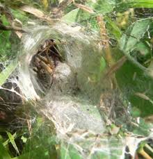 Une idée de bricolage à faire avec une assiette en carton et du papier pour prépare. Agelena S L Une Toile En Forme De Caverne Le Monde Des Insectes