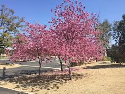 Maybe you would like to learn more about one of these? Everde Growers As We Start To Warm Up In Southern California The Landscape Changes On An Almost Daily Basis For The Last Several Days We Have Been Delighted By The Tabebuia