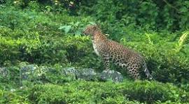 ‘ஆடினே இருப்பேன்’ - கார் லைட்டையும் பொருட்படுத்தாமல் சாலையோர புல்வெளியில் ஹாயாக விளையாடிய சிறுத்தை!