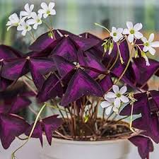 Image result for Oxalis oligotricha