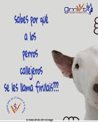 'veterinaria' is an alternate term for 'veterinario'. Por Que Se Les Dice A Los Perros Firulais Grupo Medico Veterinario Toluca