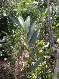 Image result for Aframomum mildbraedii