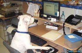 Working Animals Funny Google Search Work With Animals Dogs Pet Dogs