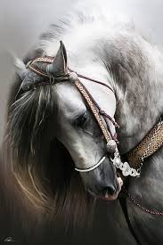 Pin Pa Beautiful Horses