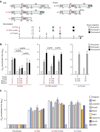 Guinea pig igg (h+l) (alexa fluor™ 546). Evaluation Of Candidate Vaccine Approaches For Mers Cov Nature Communications