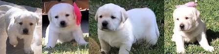We are a hobby lab breeder that raises quality, akc certified english labrador puppies that are the best loyal friends and companions. Labrador Puppies For Sale Lab Puppies Southern California