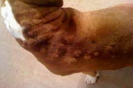 What To Do If Your Dog Has Hives Fauna Care