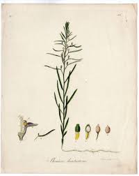 Image result for Thesium