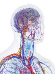 Male Head And Neck Anatomy And Blood Vessels Computer Illustration Digital White Background Stock Photo 308617998