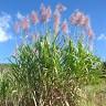 Saccharum officinarum