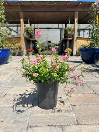 Image result for Diascia