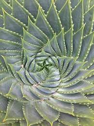 Succulent Plant Wikipedia