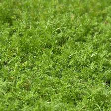 Ob und wann dieser artikel wieder vorrätig sein wird, ist unbekannt. Naturagart Shop Scheinkamille Teppich Kamille Online Kaufen