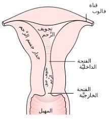 عنق الرحم ويكيبيديا