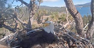 A previous nest close by fell when a windstorm broke one of the branches. Big Bear Bald Eagle Eggs May Never Hatch San Bernardino Sun