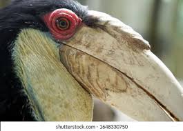 Burung enggang atau burung rangkong (bahasa inggris: Burung Rangkong Enggang Julang Hornbill Dayak Stock Photo Edit Now 1648330750