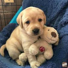Simple yet effective · beginner & advanced · easy to follow steps Awesome Labrador And Golden Retriever Puppies Kozhikode Zamroo